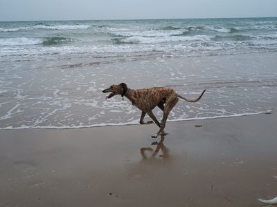 Caleb | Lurcher | Newbury (Berkshire) - 3