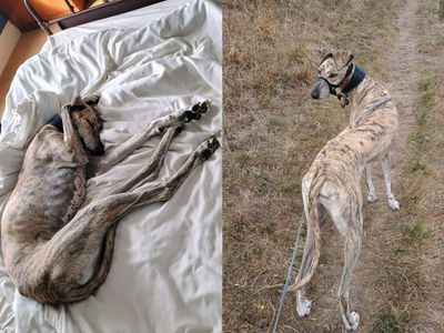 Caleb | Lurcher | Newbury (Berkshire) - 5