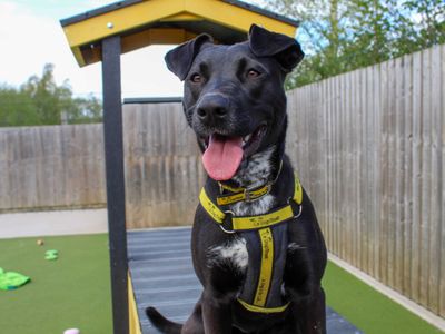 Penny — Terrier (Staffordshire Bull) Cross