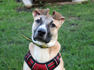 Ella | Terrier (Staffordshire Bull) Cross | Merseyside (Liverpool) - 1