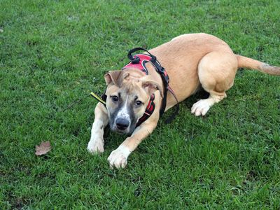 Ella | Terrier (Staffordshire Bull) Cross | Merseyside (Liverpool) - 3