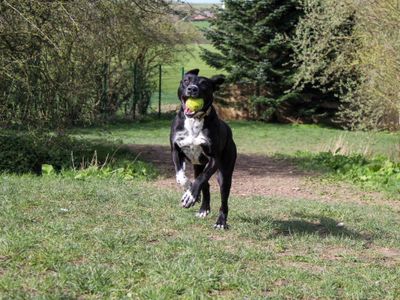 Pandora | Terrier (Staffordshire Bull) | Darlington - 1