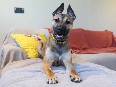 Beanie | Terrier (Staffordshire Bull) | Darlington - 3