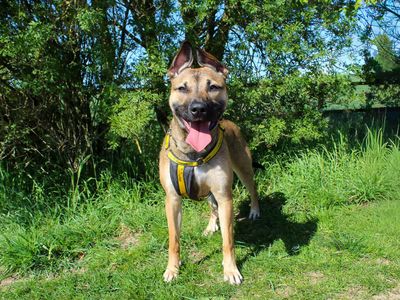 Beanie | Terrier (Staffordshire Bull) | Darlington - 5