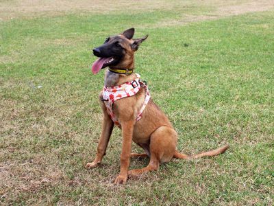 Myra | Belgian Shepherd Dog (Malinois) | Merseyside (Liverpool) - 3