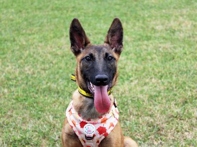 Myra | Belgian Shepherd Dog (Malinois) | Merseyside (Liverpool) - 2