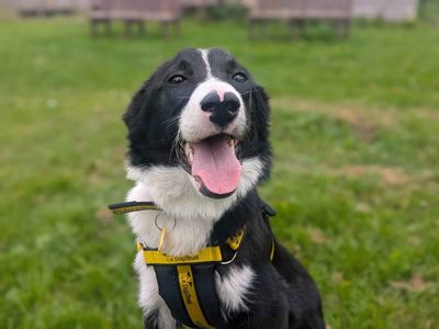 Angus | Collie (Border) | West Calder (Edinburgh) - 5