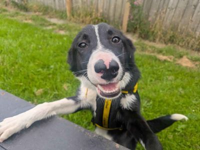 Angus | Collie (Border) | West Calder (Edinburgh) - 3