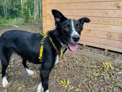 Myrtle | Collie (Border) | West Calder (Edinburgh) - 3
