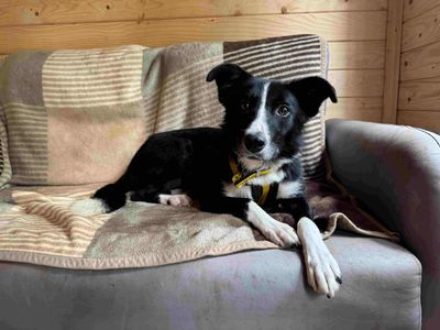 Myrtle | Collie (Border) | West Calder (Edinburgh) - 5