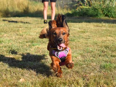 Dustin | Dachshund (Miniature Long Haired) Cross | Harefield West London - 3