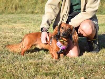Dustin | Dachshund (Miniature Long Haired) Cross | Harefield West London - 2