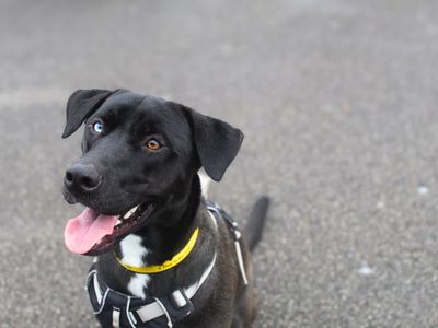 Dixie | Retriever (Labrador) Cross | Manchester - 3