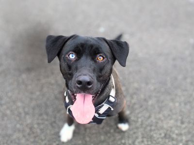 Dixie | Retriever (Labrador) Cross | Manchester - 1