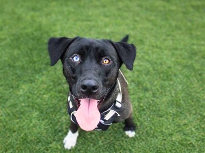 Dixie | Retriever (Labrador) Cross | Manchester - 5