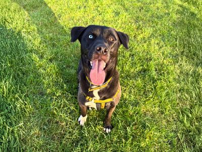 Dixie | Retriever (Labrador) Cross | Manchester - 3