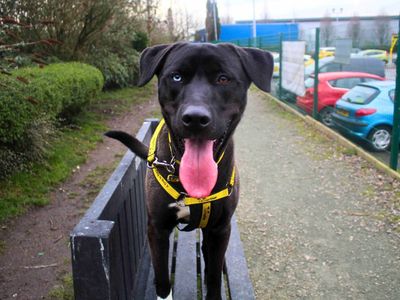 Dixie | Retriever (Labrador) Cross | Manchester - 3