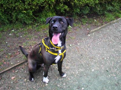 Dixie | Retriever (Labrador) Cross | Manchester - 5