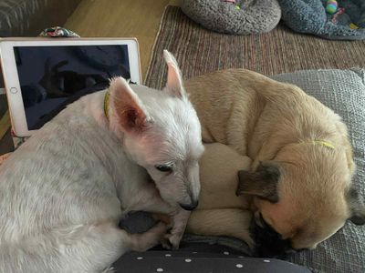 Jack | Terrier (West Highland White) | Evesham (Worcestershire) - 3