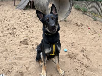 Diesel Shepherd | German Shepherd Dog | Ilfracombe - 5