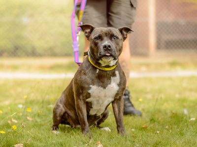 Pimms | Terrier (Staffordshire Bull) | Kenilworth (West Midlands) - 1