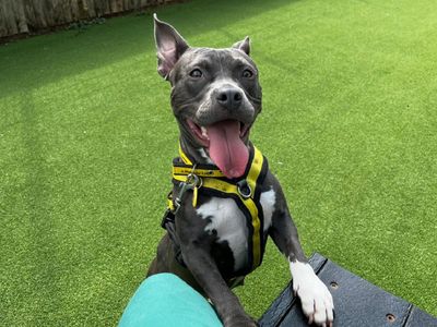 Sybil | Terrier (Staffordshire Bull) Cross | Canterbury - 5