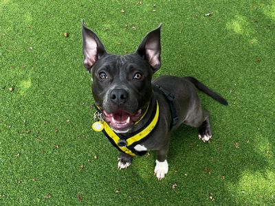 Sybil | Terrier (Staffordshire Bull) Cross | Canterbury - 3