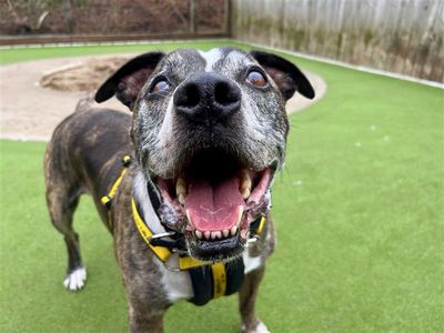 Murphy, a 12 years old male Staffordshire Bull Terrier available for adoption from Dogs Trust in Wales