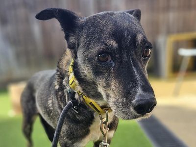 Princess | Crossbreed | Newbury (Berkshire) - 3