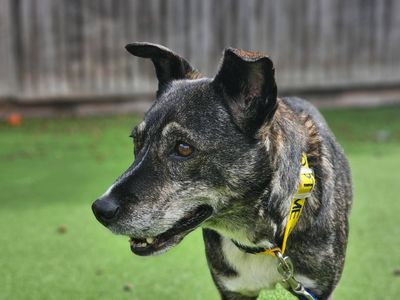 Princess | Crossbreed | Newbury (Berkshire) - 1