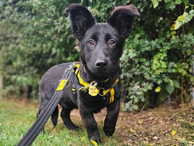 Sooty | Crossbreed | Newbury (Berkshire) - 5