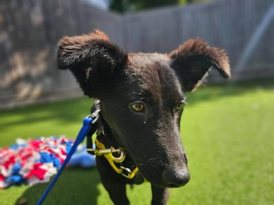 Sooty | Crossbreed | Newbury (Berkshire) - 3