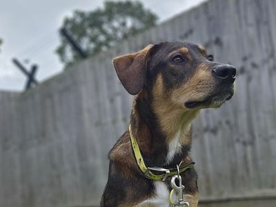 Sue | Crossbreed | Newbury (Berkshire) - 1