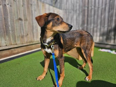 Sue | Crossbreed | Newbury (Berkshire) - 3