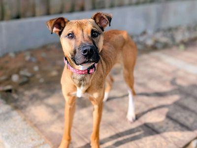 Belle | German Shepherd Dog Cross | Cardiff - 5