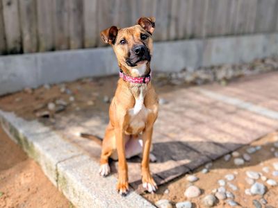 Belle | German Shepherd Dog Cross | Cardiff - 3