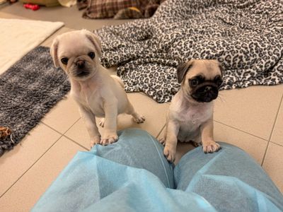 Pie | Pug | Basildon (Essex) - 5