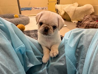 Pie | Pug | Basildon (Essex) - 3