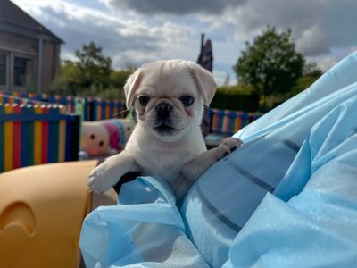 Pip | Pug | Basildon (Essex) - 5