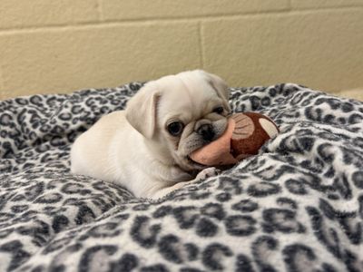 Pip | Pug | Basildon (Essex) - 3