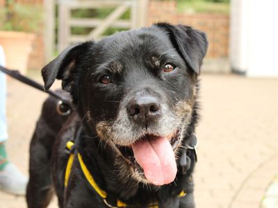 Bella | Retriever (Labrador) Cross | Newbury (Berkshire) - 3