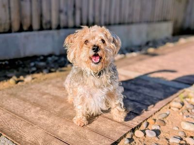 Milo | Bichon Frise Cross | Cardiff - 5