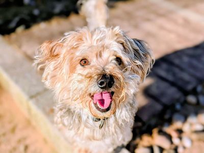 Milo, a 4 years old male Bichon Frise available for adoption from Dogs Trust in Cardiff