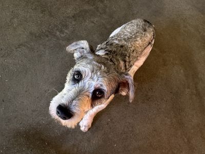 Toby | Terrier (Jack Russell) | Basildon (Essex) - 2