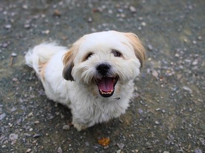 Olli | Lhasa Apso Cross | Manchester - 1