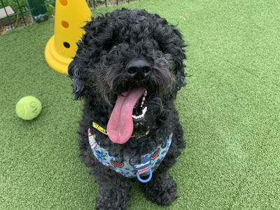 Arlo | Poodle (Miniature) Cross | Shrewsbury (Shropshire) - 3