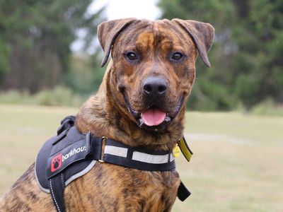 Gerrard | Rottweiler Cross | Leeds - 1