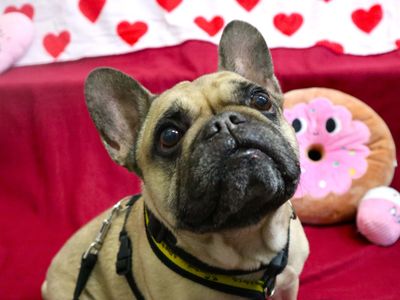 Matilda | French Bulldog | Harefield West London - 2