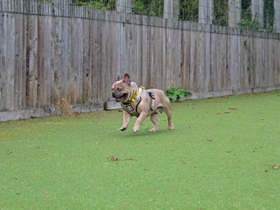 Winston | French Bulldog | Glasgow - 3