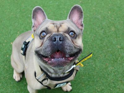 Winston | French Bulldog | Glasgow - 5
